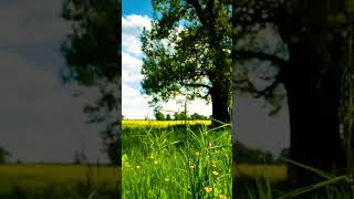 #ovimansong  #song @S98J #S98J #music #coversong #singer #cover #youtube #shortvideo #shorts