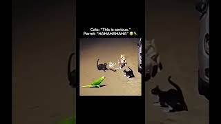 Stay inspired – subscribe for new content! 🔥 #funnyanimals #animalcomedy #funnyparrots