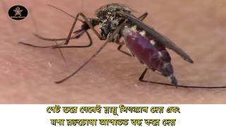 ১২০ সেকেন্ডে মশার স্নায়ুরহস্য!