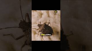 Bedbugs: The Invisible Threat #shorts #viralvideo #home #usa