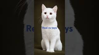 real animals vs stuff toys