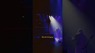 Bluebird Singing #folk #fyp #originalsong #foryou