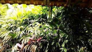 Música para relaxamento profundo - 432 Hertz Meditação/Dormir #somdechuvaparadormirerelaxar #432hz