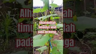 timunnya sudah mulai berbunga