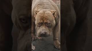 #americanbully #pitbull vs #animals #facts #dogbreed #mostpopular #animals #whatsapp_status 💥🔥✅