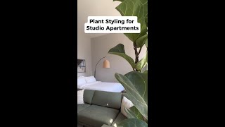 Best Plants for Small Studio Apartments  #shorts