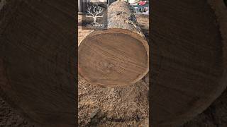 why  Nilambur teak? This is the reason #nilamburteak #teakwood #timber #carpenter #woodworking