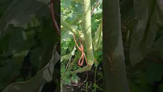 Pride is not even the word! healing from our fire has brought some life into mine #garden #life