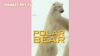 世紀の対決_シロクマVSセイウチ_アニマル動物奇想天外#shorts