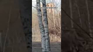 Young Moose #nature #wildlife #animals #photography #naturephotography #mountains #moose #photo