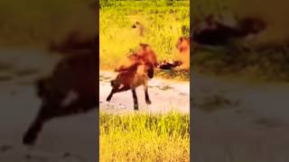 #funny short videos 😆🤣#