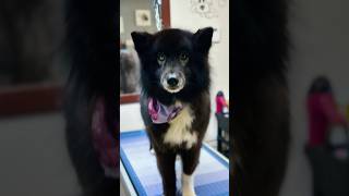 🐶 Their wellbeing first! 🐶🎉