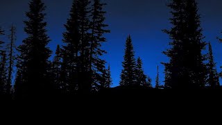 Tranquil Nighttime Forest / 10 Hours / #forestambience  #fallasleepinstantly  #naturesounds