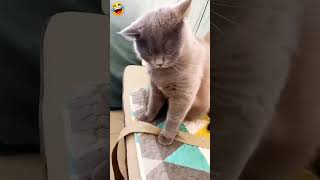 Cat Prank Funny 🤣 Video #shorts #funny #trending #youtubeshorts #cat