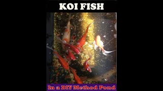 DIY OF KOI FISH USING REFRIGERIUM