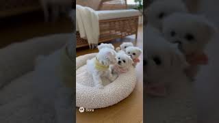 🐾 29. Lovely Puppies – AI Moments 🌻 #ai生成 #sora2 #aigeneratedvideo