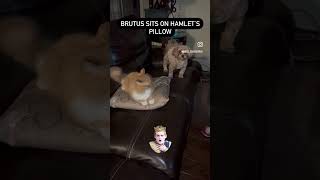 Hamlet and his pillow… #funny #maltipompoo