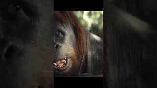 kingdom #trendingshorts #monkey #viralvideo #youtubeshorts