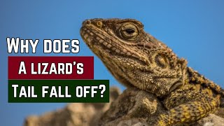 Lizard's Tail Mystery: Why does a lizard's tail fall off?