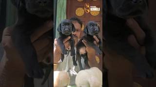 ✨Labrador✨#nanbakennels#9524136710#nagercoil doglover#nagercoil petshostel#kanniyakumari🐶🐶🐶
