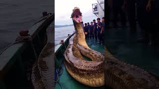 Before & After Animals Growing Up - Amazing Animal Transformation #animals #transformation #hahahive