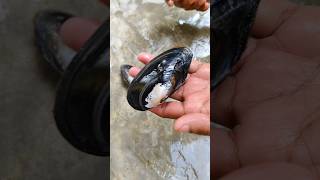 Original মুক্তা পেলাম 😱🥳 ঝিনুক থেকে 😱😱#jhinuk #pearl #jewellery #shortsvideo #viralvideo #trending