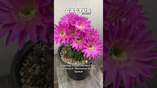 3 Houseplants That Look Like Sculptures  (Cactus, Rubber Tree  More) #shorts