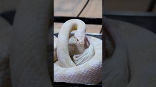 撮影に慣れたヘビ #コーンスネーク