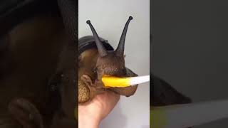 ビックリ　ドッキリ　仰天　動画036