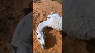 The strange sight of a sleeping camel | #shortvideo #amazing #camel #viral2023 #akfunn