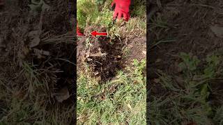 Beep Beep Crunch! #metaldetecting #bottlecaps