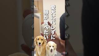 犬にバレないように夜食を食べようとしたら...秒でバレた（笑）【ボーダーコリー・ゴールデンレトリバー】#shorts