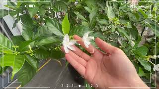 Colorful Blooms in My Backyard Garden – A Peaceful Paradise