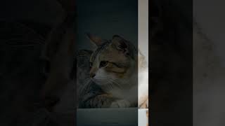 before & after photo editing #shorts #trending #viral #msgrapher