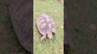 #love #song  #explore #automobile #trending #whowillbemylifepartnerta #indianreels #indianreels