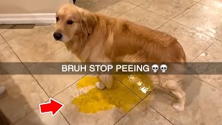 Memes but if you laugh you lose 14