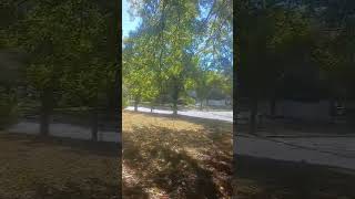 #india #viral #autumn