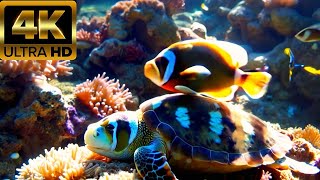 Relaxing Underwater Paradise in 4K – Ocean Beauty with Soothing Sounds For Stress Relief