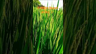 🌾किसान #khetibadi #kisan #desikisan #forming #viralvideo #viral #shortvideo #shorts
