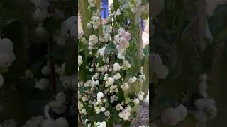 Snow berry white pearl #asmr #exoticflowers #flower #nature #orchid