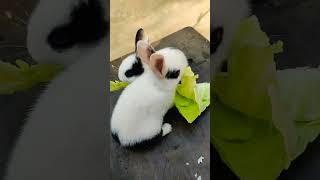🐰 bunny jodi
