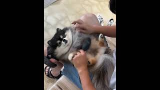 Grooming Session: The Ultimate Pet Makeover! #CutePetsGoneViral #PuppyLove...
