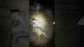 It was waiting in the shadows..#shorts#Animals#Wildlife#AnimalRescue#HeroMoment#WildlifeDrama