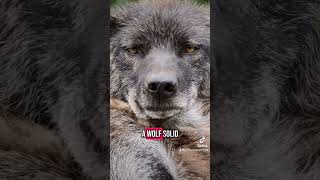 You weren’t born to blend in #discipline #wolf #motivation #alphamentality #grind #fact #wolfmindset