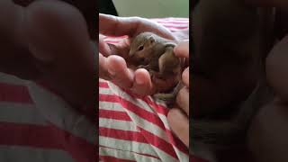 Baby Squirrel