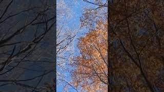 #ambience#ambient #ambientsounds #ambientecalmo #ambiencewalk4k #ambienceasmr #ambiencesounds