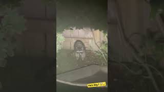 Big fat raccoon 🦝 while taking a walk.  😟 #viral #trending #wildlife #racoons #scared #wild