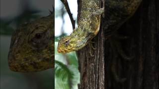The Stealth Master of the Tree🦎#LizardLove #WildlifeShorts #NatureReels #ExploreWild #AnimalKingdom