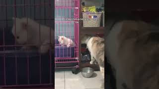 #cat #kucingimut #catlover #kucinglucu #cats #kucing #kucingoren #kucingkampung