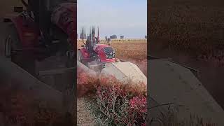 Framing the Harvest Season | #HarvestSeason #Agriculture #Harvest #YouTubeShorts